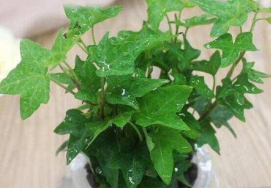 常春藤怎么扦插，做好六大要點(diǎn)存活率百分百