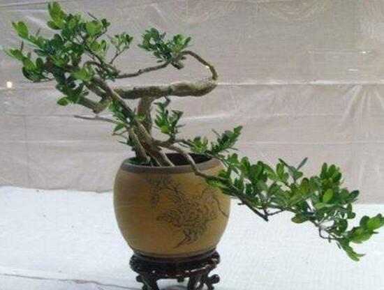 九里香怎么修剪，九里香的修剪圖解