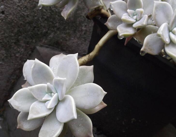 如何養(yǎng)寶石花，寶石花的四季養(yǎng)護(hù)方法介紹