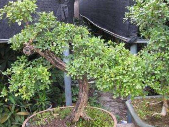 九里香剪枝后多久開花，春季修剪最佳/百天后花開爆盆