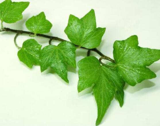 常春藤葉片干枯怎么辦，四種原因以及解決方法