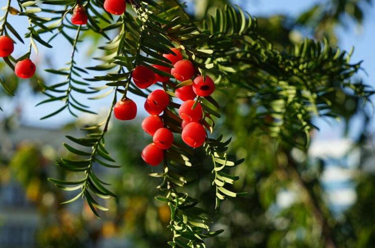 紅豆杉泡水喝有什么作用，不光抗癌還利尿消腫