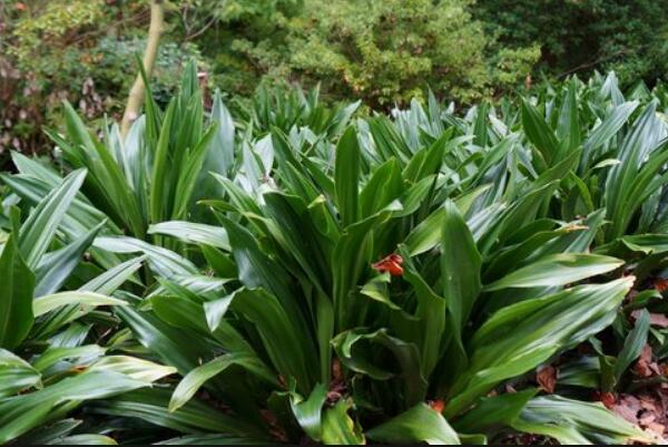 中華萬年青有毒嗎，誤食會有生命危險