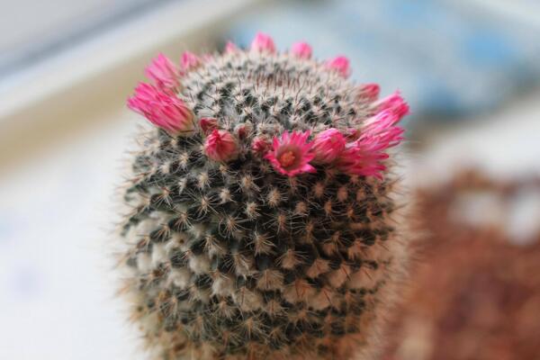 仙人球開花是好事嗎，寓意吉祥如意、好事將至