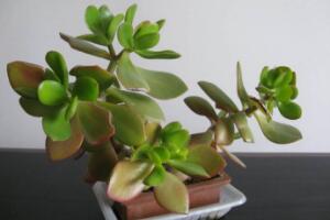 玉樹(shù)施什么肥好，玉樹(shù)怎么養(yǎng)才能長(zhǎng)得快