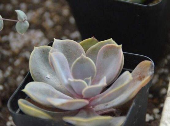 寶石花特點是什么，藥用價值是最大特色