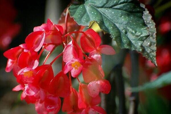 竹葉秋海棠怎樣養(yǎng)護(hù)