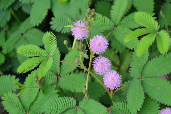 含羞草葉子不張開(kāi)怎么辦，增加光照并加強(qiáng)通風(fēng)
