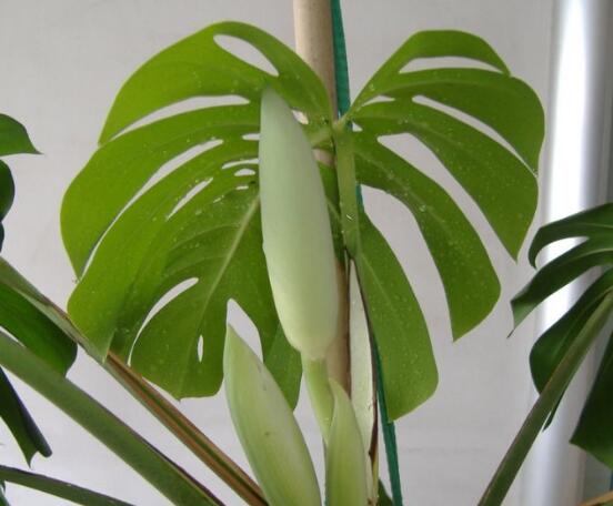 誤食龜背竹葉子怎么辦，第一時(shí)間去醫(yī)院積極治療(中毒較深)