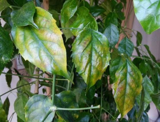 幸福樹葉子干枯怎么回事，四種原因以及解決辦法