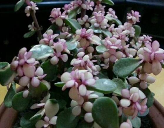 雅樂之舞夏天怎么養(yǎng)，主要注意做好遮陰降溫措施