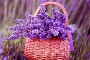 薰衣草茶多久喝一次，薰衣草功效與作用
