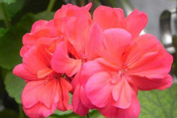 天竺葵新葉發(fā)白怎么辦