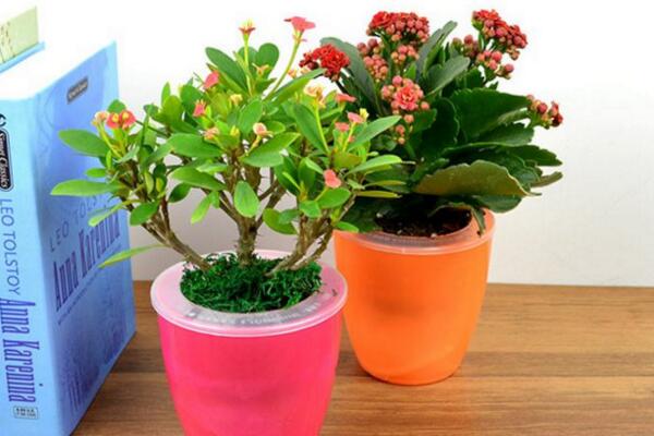 虎刺梅不開花怎么辦，加強(qiáng)通風(fēng)并增加光照