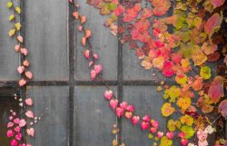 心葉常春藤的養(yǎng)殖方法，環(huán)境濕度很重要