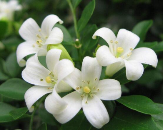 九里香每年開(kāi)多少次花，一年獨(dú)開(kāi)一次花(花期4-8月)