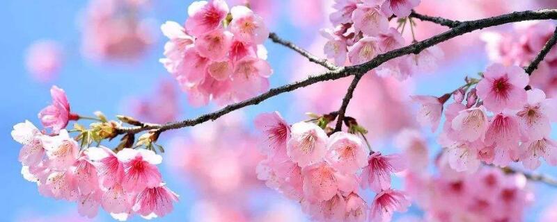 櫻花啥時(shí)候開(kāi)