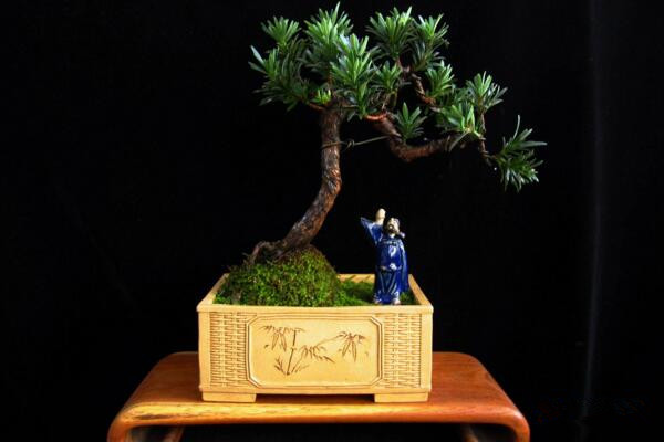 羅漢松用什么肥料快長，不同的時期對養(yǎng)分的需求不同