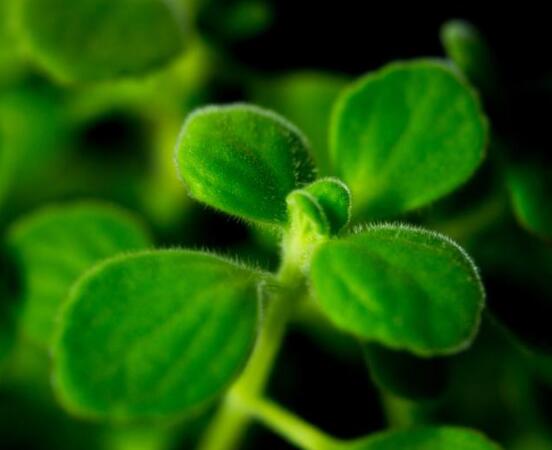 碰碰香爛根處理方法，老農(nóng)總結(jié)兩種最簡單有效措施(輕度與重度)