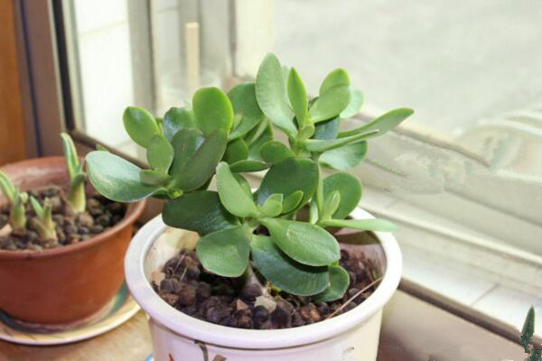 燕子掌葉子可以噴水嗎，不建議噴水可用濕毛巾擦拭葉片