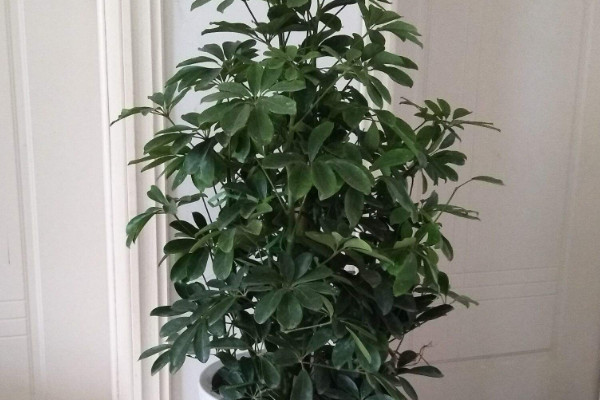 金錢樹(shù)和鴨掌木的區(qū)別