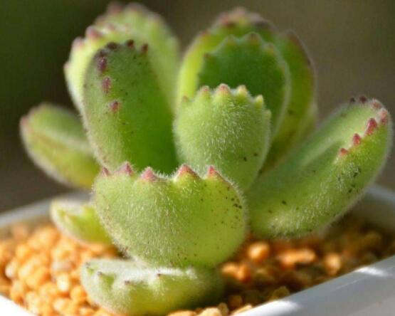 熊童子扦插技巧，五個(gè)簡單小步驟一學(xué)就會