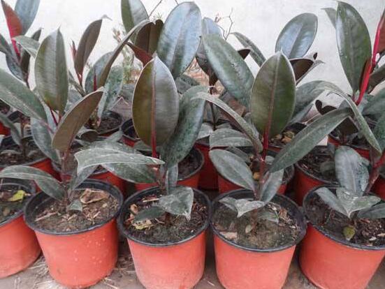 橡皮樹多高怎么去頭，擇理想的高度（生長出芽點(diǎn)）