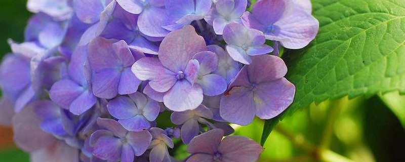 繡球花夏天40度怎么養(yǎng)