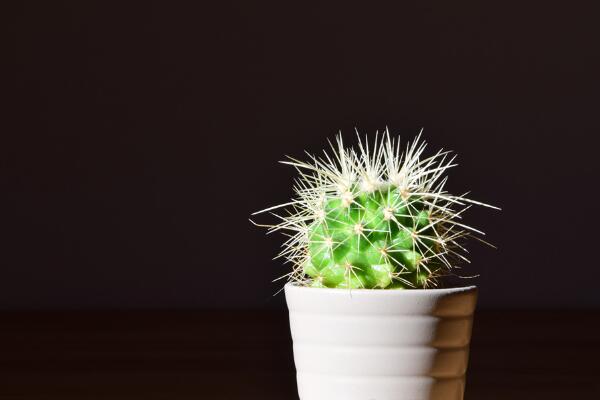 仙人球換盆方法，4步即可完成仙人球的換盆