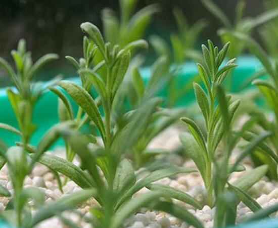 薰衣草怎么扦插，薰衣草的繁殖方法