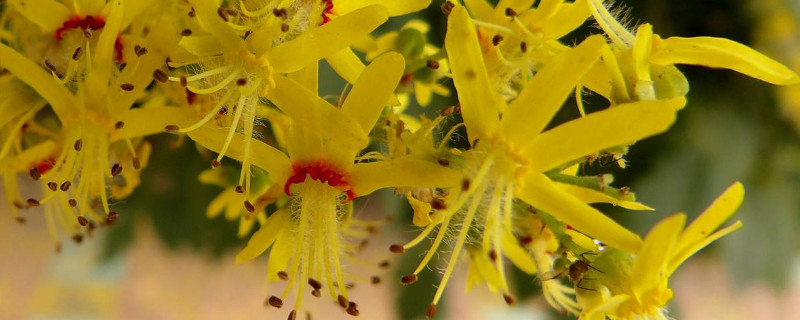 復(fù)羽葉欒樹果實能吃嗎