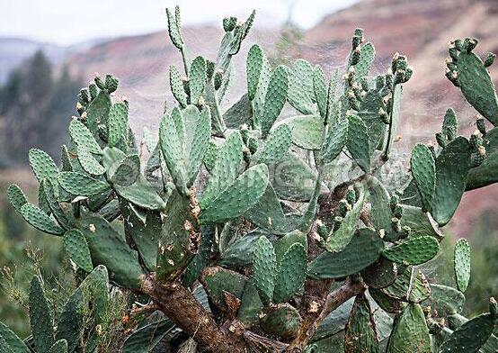 仙人掌多久開花一次，養(yǎng)殖3-5年才可開花