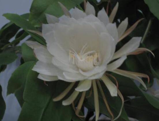 曇花怎么施肥，腐熟的有機(jī)肥為主/陰天施肥最佳