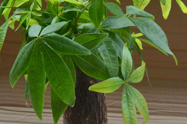 發(fā)財(cái)樹需要陽光嗎