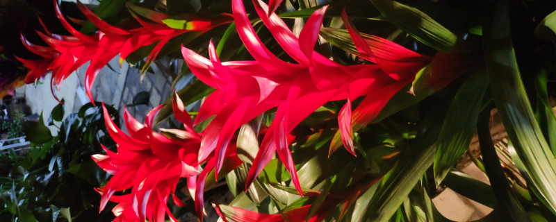 鴻運當頭有什么功效