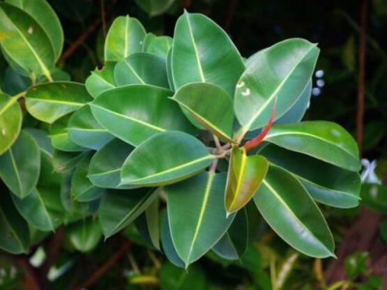 橡皮樹掉葉子還會長嗎，只要不死就會繼續(xù)生長(做好養(yǎng)護管理)