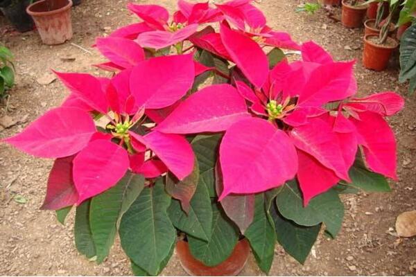 一品紅好養(yǎng)嗎，老農(nóng)總結(jié)一品紅養(yǎng)殖5大要點