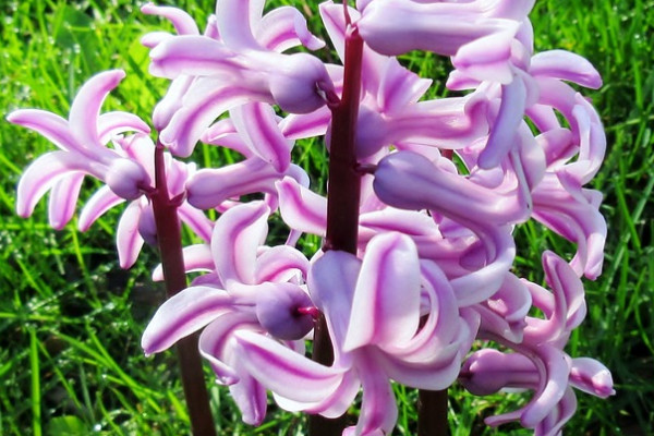 風(fēng)信子秋天會發(fā)芽嗎