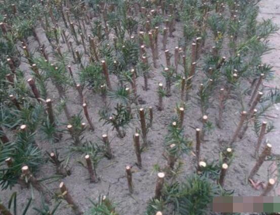 紅豆杉扦插繁殖方法，做好這五大方法便可生根發(fā)芽