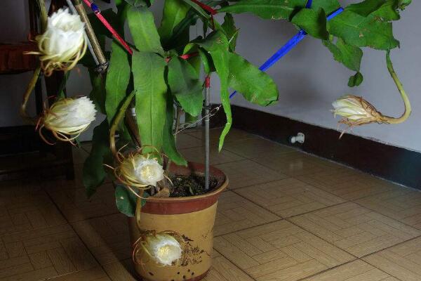 曇花幾年開(kāi)花，養(yǎng)殖三年左右才能開(kāi)花