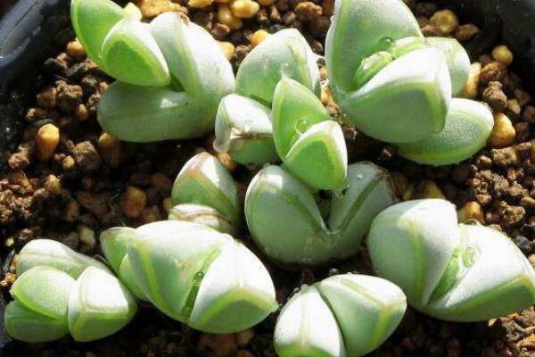 碧玉蓮的養(yǎng)護(hù)方法，做好五個(gè)方面的管理