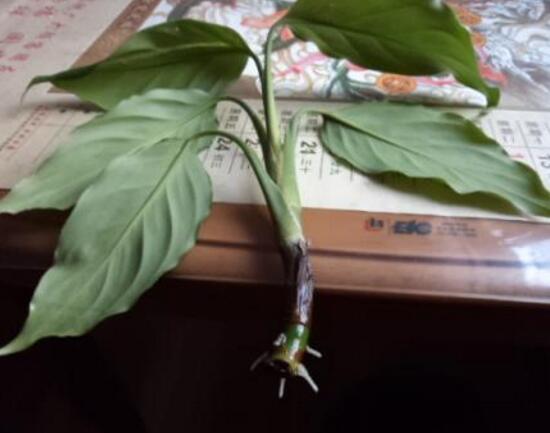 萬年青怎么繁殖，萬年青扦插方法圖解