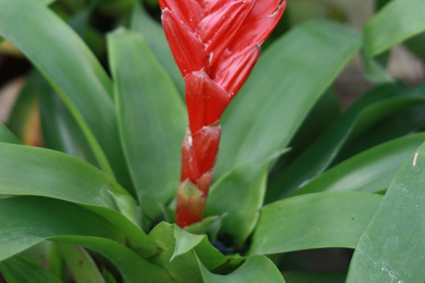 鴻運(yùn)當(dāng)頭的葉杯是哪個(gè)地方