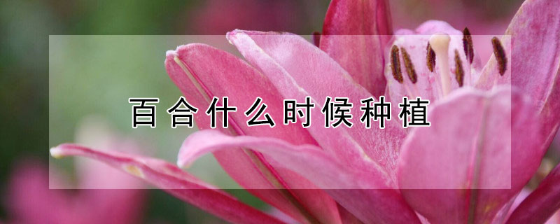 百合什么時候種植