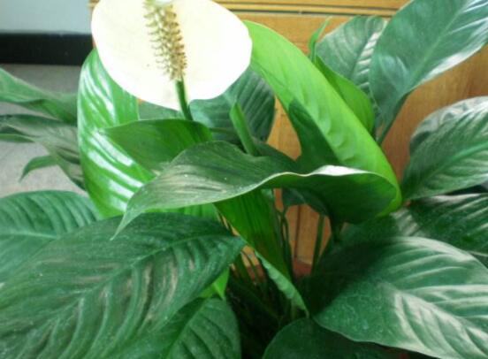 一帆風(fēng)順花期，大多數(shù)在5-8月開花(一年四季均可開花)