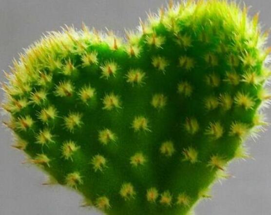 仙人掌適合在室內(nèi)種植嗎，吸收二氧化碳、釋放氧氣/天然氧吧