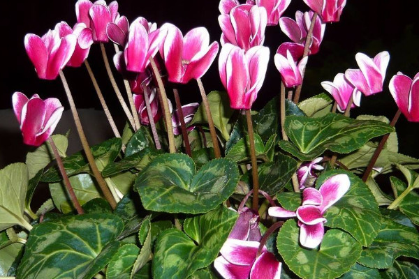 仙客來(lái)長(zhǎng)葉不開(kāi)花咋回事