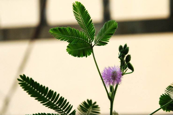 含羞草水澆多了會死嗎