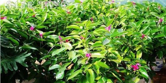 平安樹圖片，平安樹開(kāi)花圖片