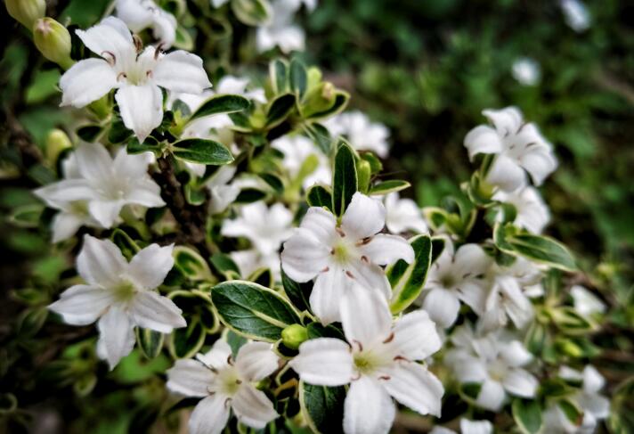 六月雪葉子發(fā)黃脫落怎么辦，分正常落葉和不正常落葉原因